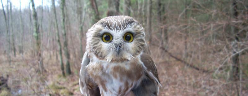 Nighttime Saw-Whet Owl Demonstration with Larry Fischer